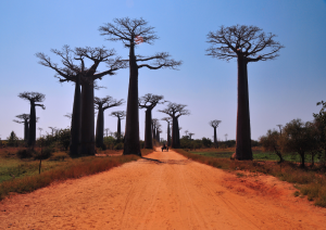 Morondava &ndash; Kirindy Forest - Morondava.jpg