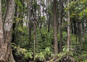 Dom 17 - Le Montagne Sacre.jpg