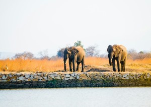 Safari/ Dar Es Salaam.jpg