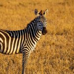 Zebra [https://pixabay.com/it/photos/zebre-tanzania-animali-africa-7483140/]