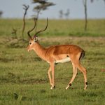 Antilope [https://pixabay.com/it/photos/antilope-animale-masai-mara-africa-7235647/]