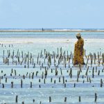 Raccolta delle alghe [https://pixabay.com/it/photos/donna-alghe-spiaggia-lavoro-africa-7281410/]