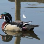 Anatra, lago, Aix-les-Bains