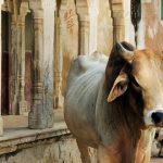 Viaggio di Gruppo in India!