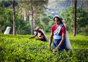 Cascate Di Ramboda - Piantagione Di T&egrave; - Nuwara Eliya.jpg