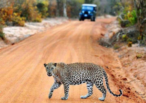 Nuwara Eliya - Ella - Yala (tissamaharama).jpg