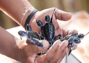 Water Sports - Turtle Farm - Mangrove Boat Safari.jpg