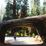 Sequoita [Foto di Zachary Tan su Unsplash]