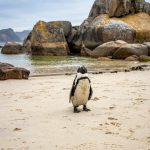 Pinguini nella penisola del Capo