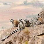 Simpatici lemuri, gli animali più famosi del Madagascar - Foto di Guillermo Suarez su Unsplash