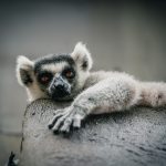 Simpatici lemuri, gli animali più famosi del Madagascar - Foto di Timur Garifov su Unsplash