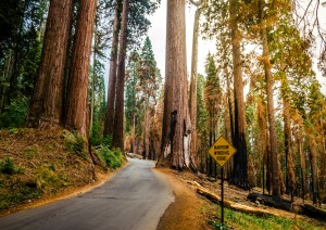 Ridgecrest - Sequoia National Park - Visalia (315 Km / 3h 40min).jpg