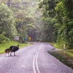 A Cairns avrete anche un assaggio della foresta pluviale