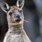 Incontri in Australia