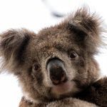 L'incontro più desiderato in Australia