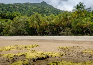 Cairns (daintree Forest).jpg