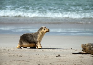 Kangaroo Island.jpg