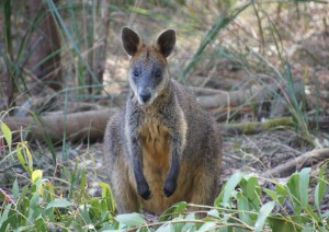 Kangaroo Island.jpg