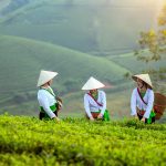 Natura vietnamita (Foto di MrBinZ da Pixabay)