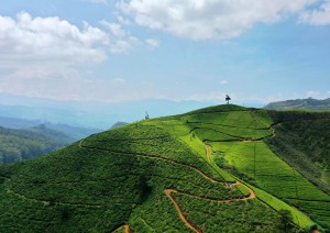 Kandy - Nuwara Eliya.jpg