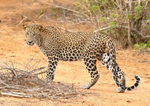 Yala National Park - Tissamaharama.jpg