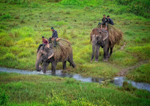 Parco Nazionale Di Chitwan.jpg