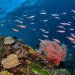 Snorkeling (Foto di Tom Fisk su Pexels)