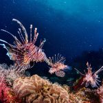 Barriera corallina (Foto di Tom Fisk su Pexels)