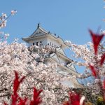 Hanami
