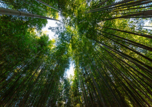 18 Maggio - La Foresta Di Bamb&ugrave; E Rientro A Seoul.jpg