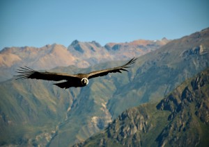 Colca - Puno.jpg