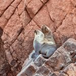 Isole Ballestas
