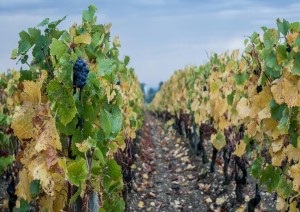 Digione - Route Des Grands Crus - Beaune.jpg