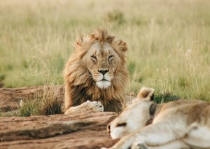 Giorno 5 &ndash; Serengeti, Safari Tutto Il Giorno | 28 Dicembre.jpg