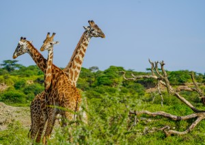 Giorno 6 &ndash; Il Cratere Di Ngorongoro | 29 Dicembre.jpg