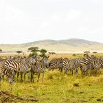 Tanzania & Zanzibar