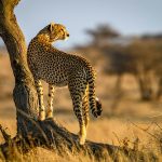 Tanzania & Zanzibar