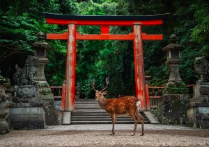 1 settembre &ndash; Nara e Osaka.jpg