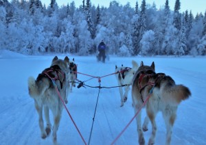 Venerd&igrave; 12 febbraio | Menesj&auml;rvi &ndash; Safari con i cani da slitta.jpg