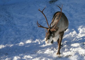 Luned&igrave; 15 febbraio | Honningsv&aring;g &ndash; Inari: safari notturno in motoslitta.jpg